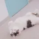 스투키