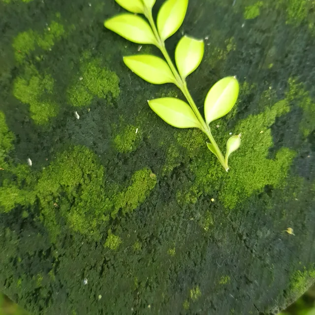 예솔