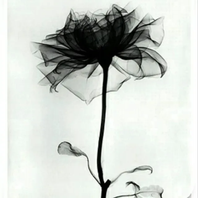 Rose102