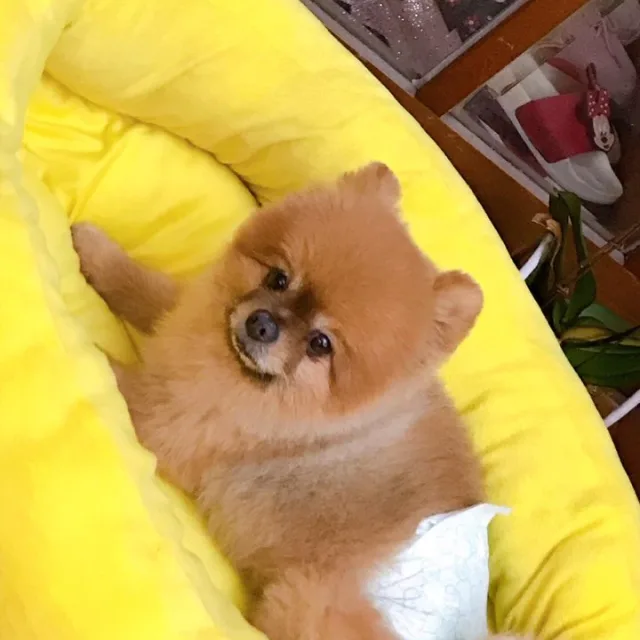 독립군