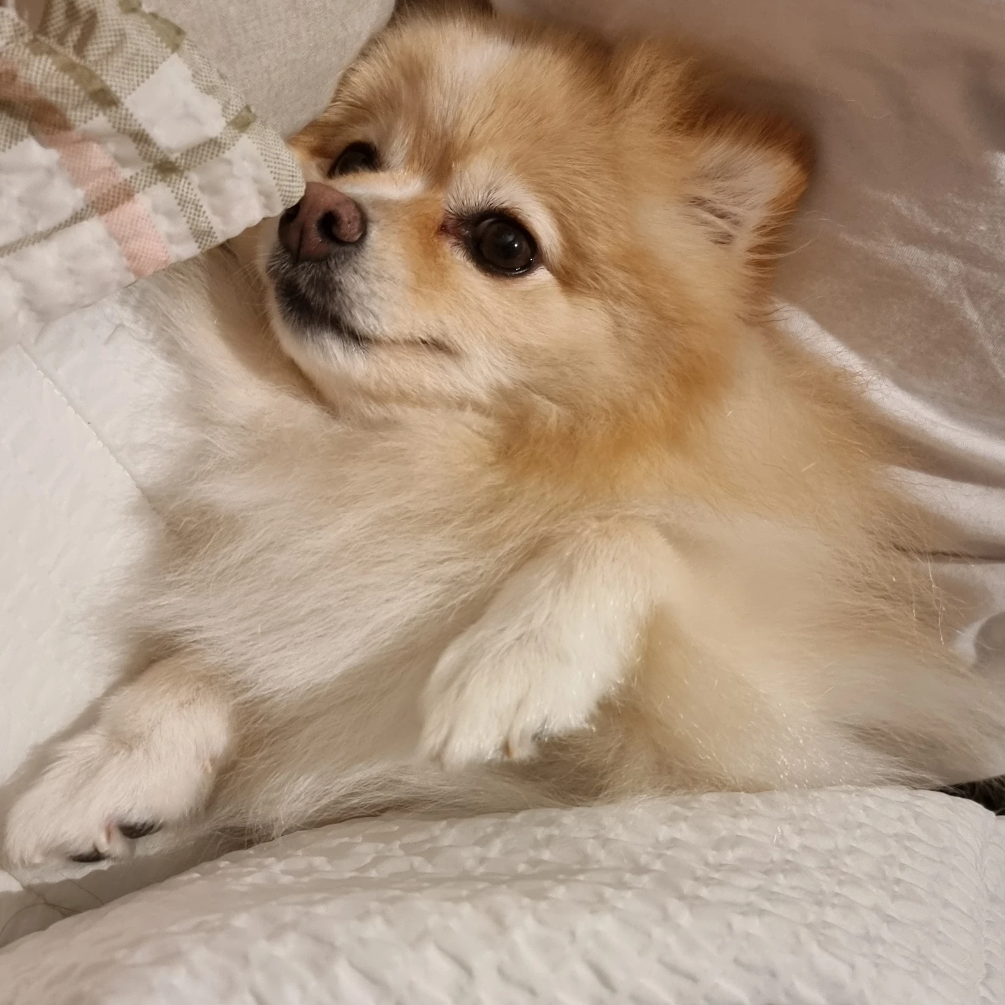 댕쿤