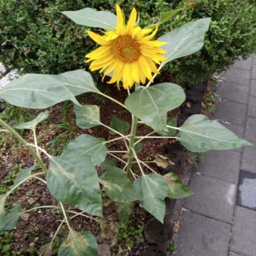 슬림