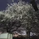 쥬빈이
