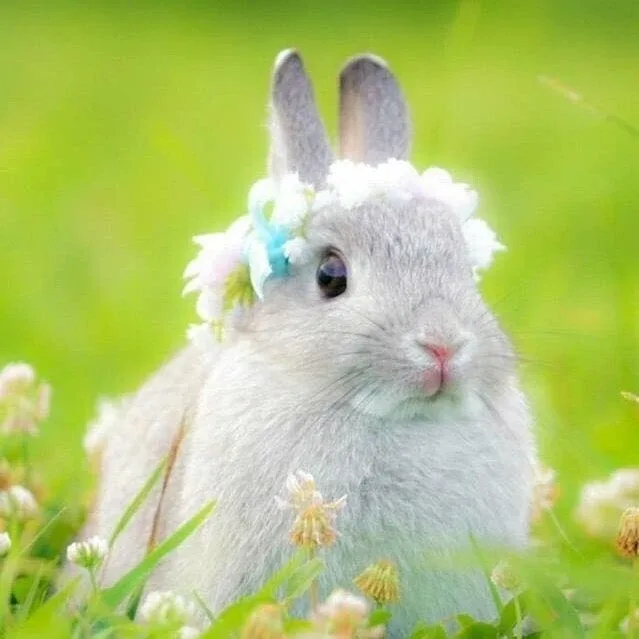 정바니
