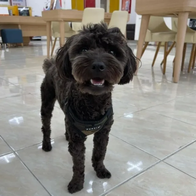 홍쿠레
