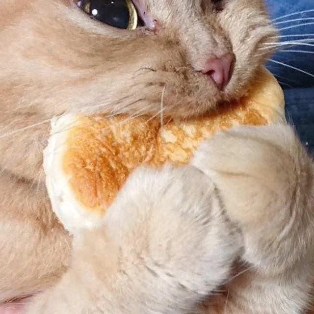 보니