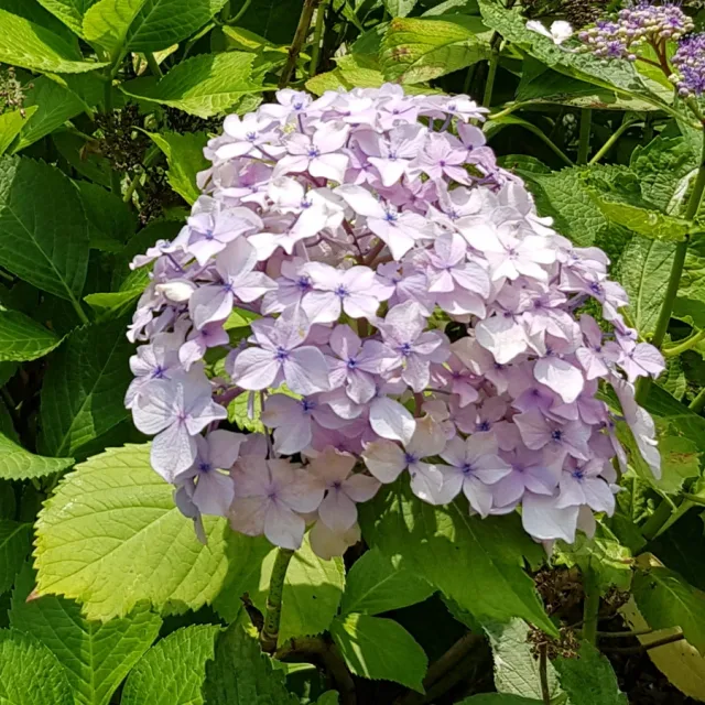 보라