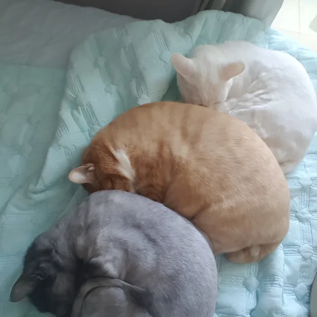 코코줄리꼬망까미깽이돌돌