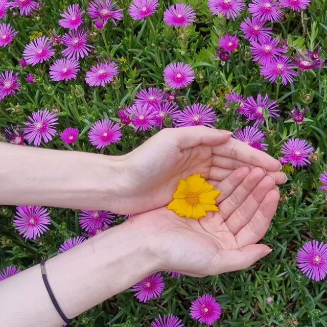 코모