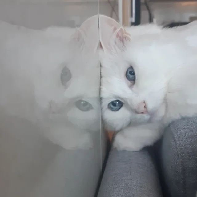 야옹이