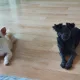 쪼꼬맘