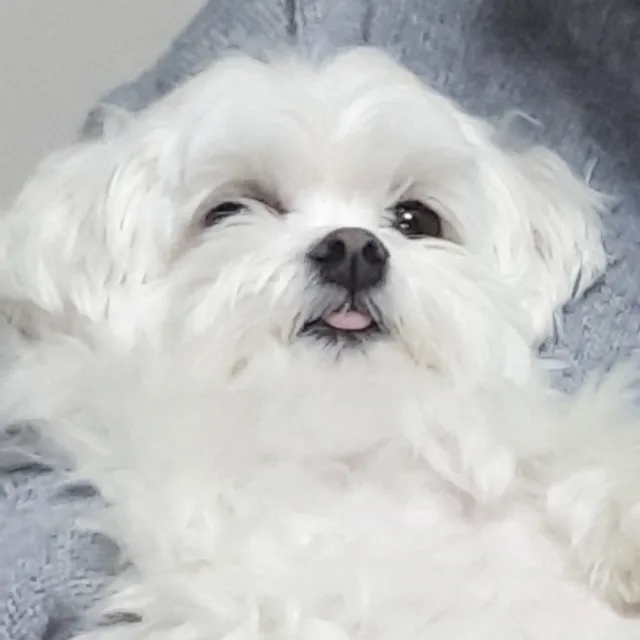 빈자매VLog