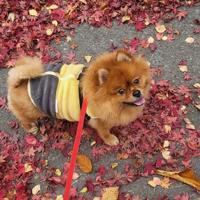 밍키와흰둥이
