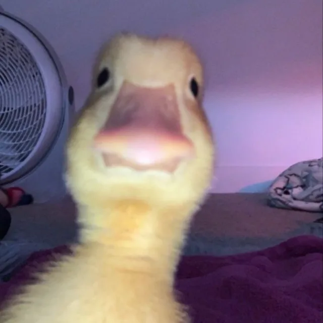 Gwak