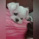 루루