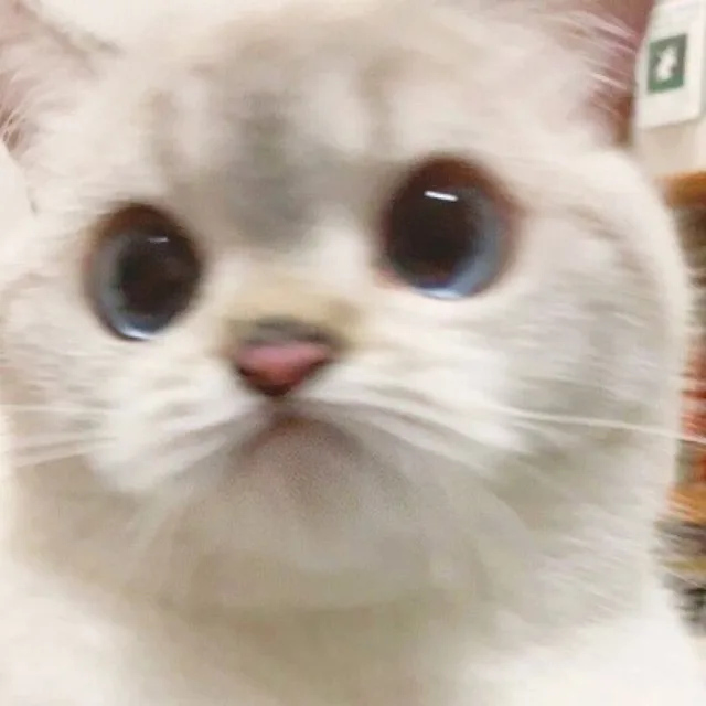 다팔고양