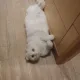 폴라