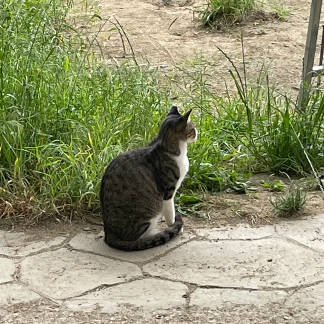 보노보노