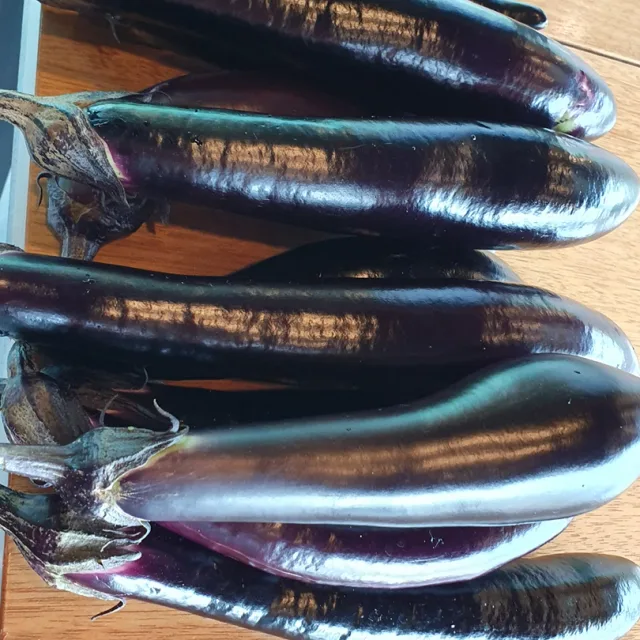 복실이
