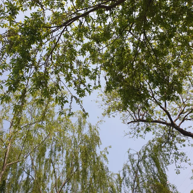 싱고니움