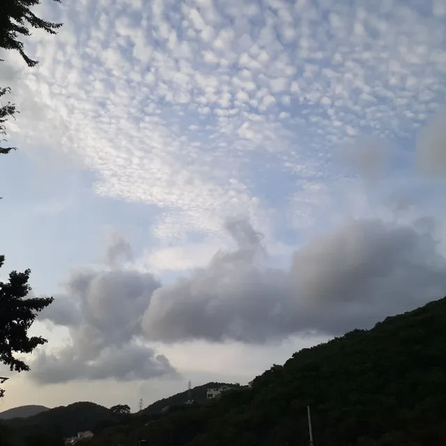 마토오방울