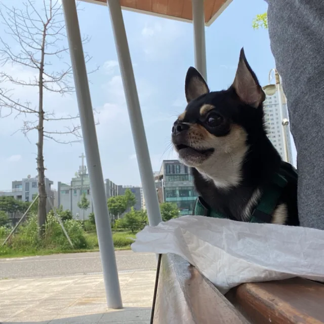 카니