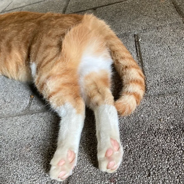 죠아