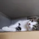 진화