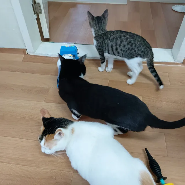3냥집사