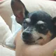 사리