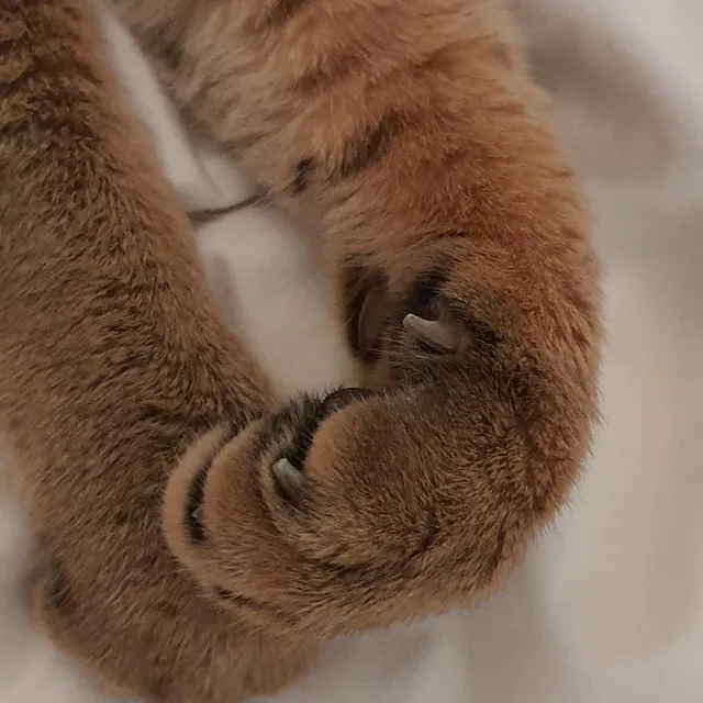 오부장
