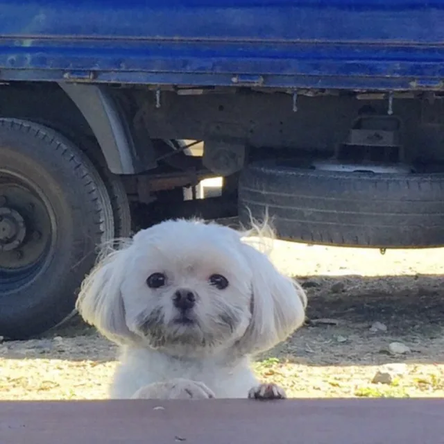 쿠기