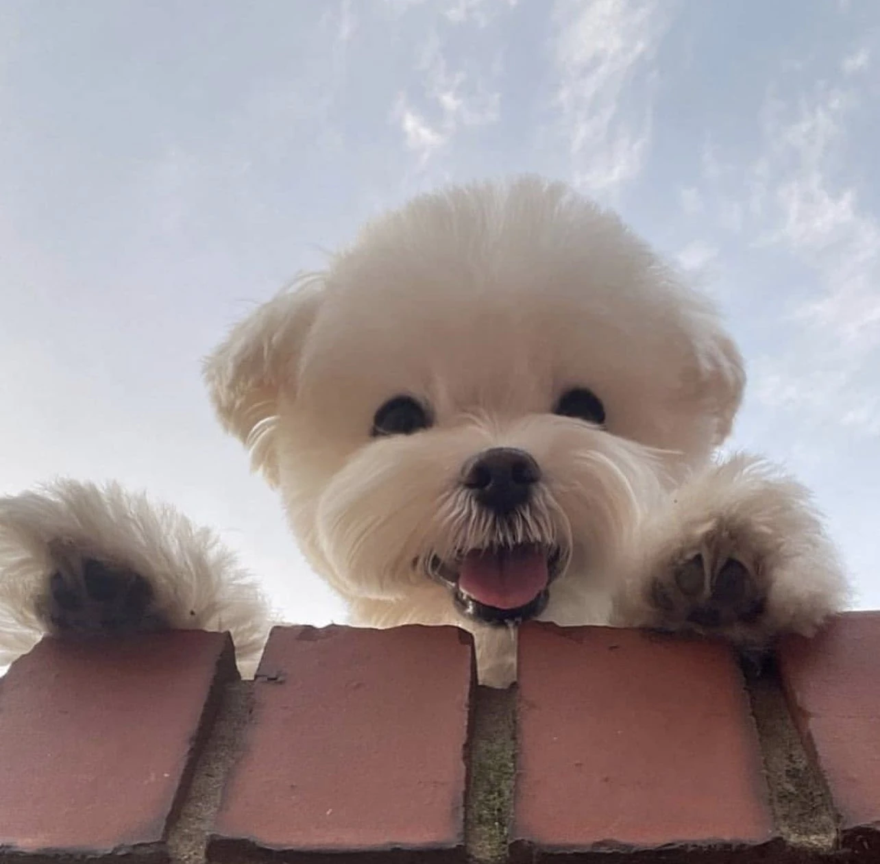 쫑이