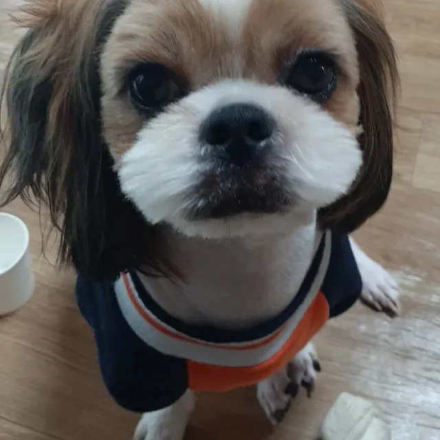 파치맘