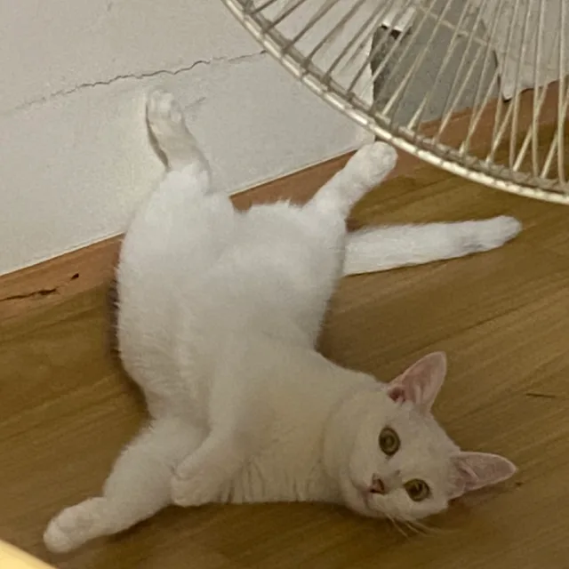 말랑카누