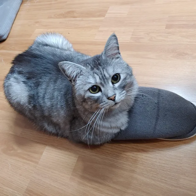 야호
