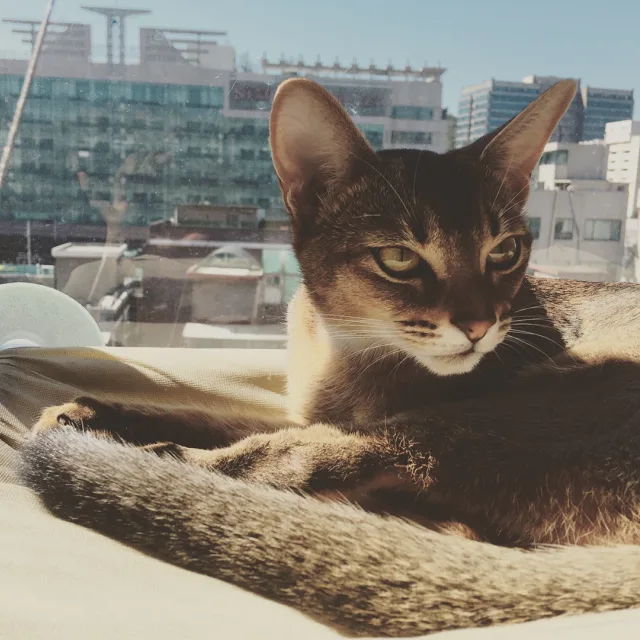 보리보리쌀