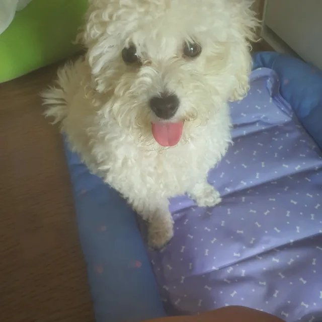 더빗