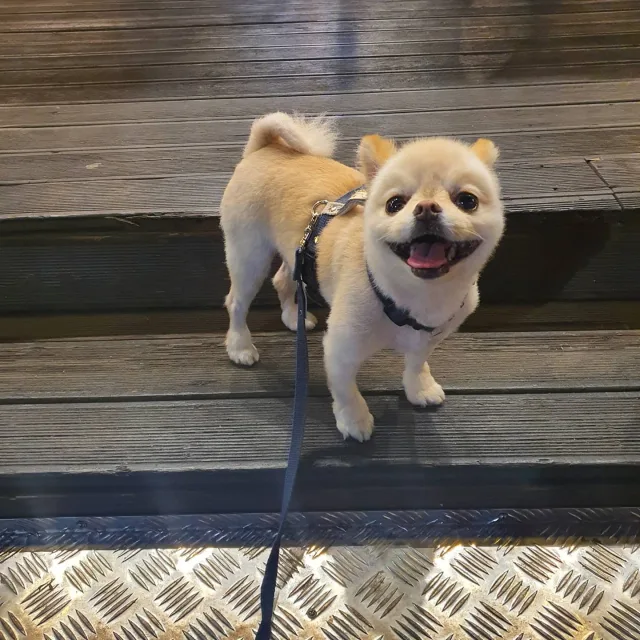 꼬물맘