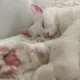 혜님