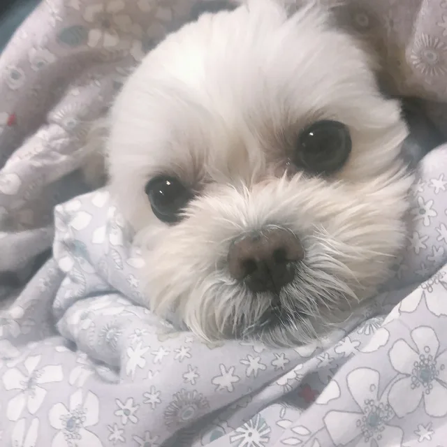 체리봉봉