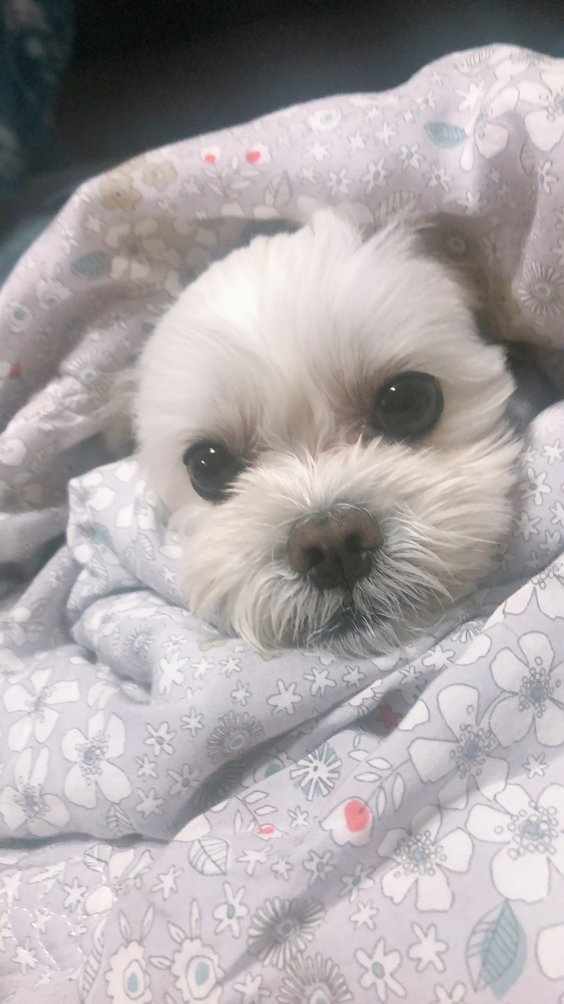 체리봉봉