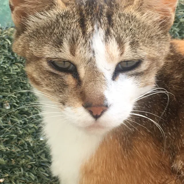 애월고양이