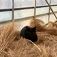 큐켜쿄쿄