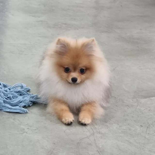 격참