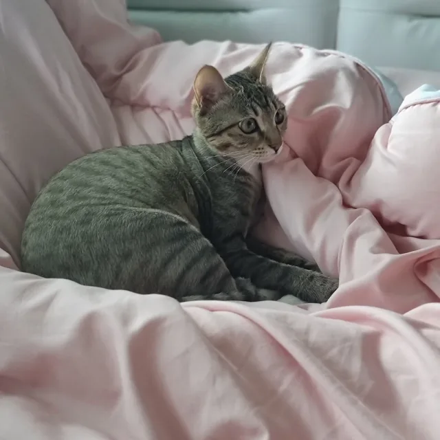 호잇뚜랑이
