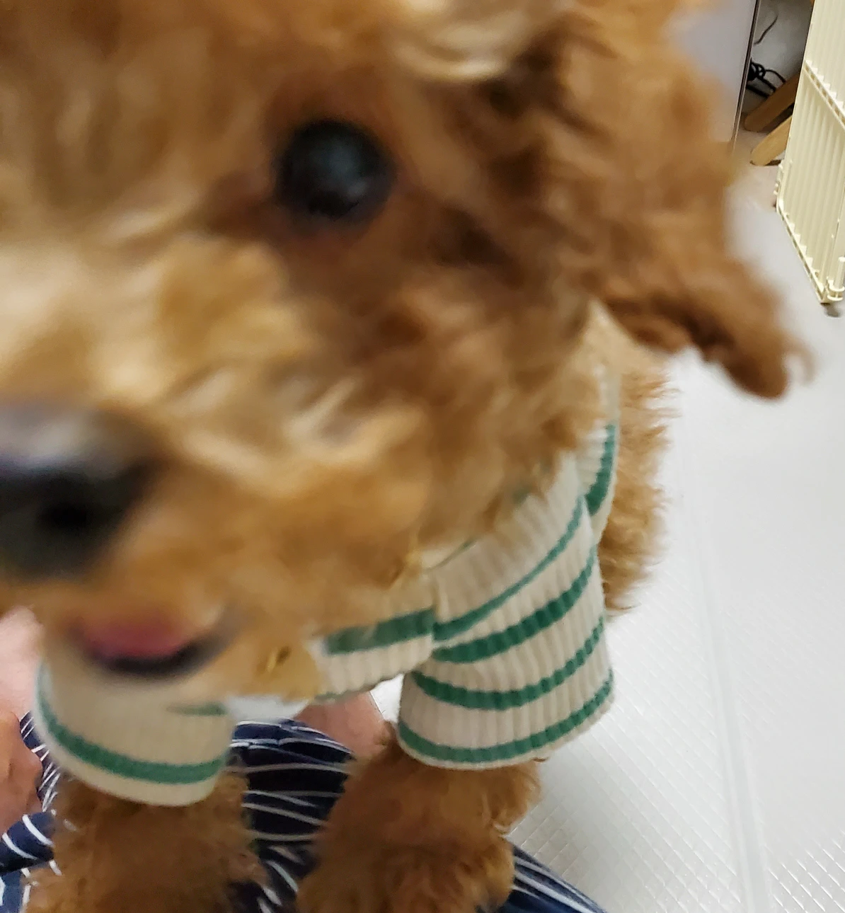 김크림