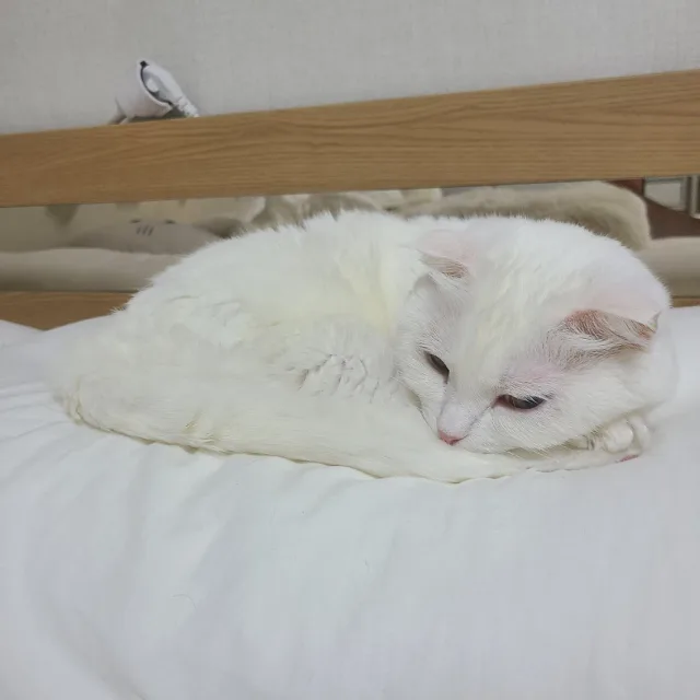 뉴집이