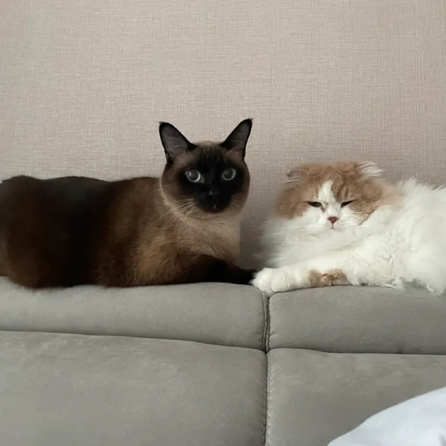 보라도리