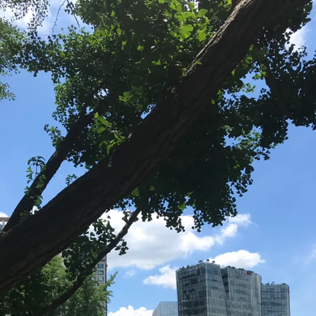 빼삐